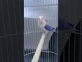 Lovebird Euwing Vio