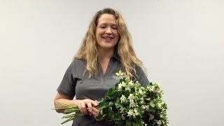 Flower 411: Japanese Tweedia