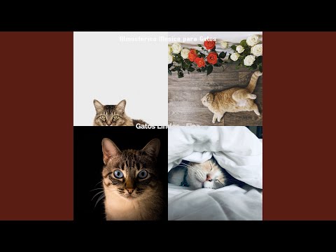Video: Gamavit Para Gatos: ¿cómo Usarlo?