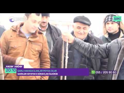 Video: Qara Gürzə: Fərqlər, Xüsusiyyətlər Və Yaşayış Mühiti