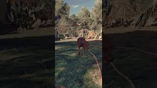 Zuko. Old Family Rednose. Ofrn. Apbt