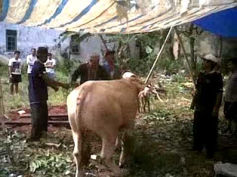 Penyembelihan sapi kurban idul adha 1431 H @ Musholla Al 