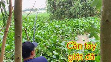 Móc Lỗ Lục Bình Câu Cá Tra - Thả Mồi Xuống Là Cá Ăn Liên Tục | Fishing - Miền Tây