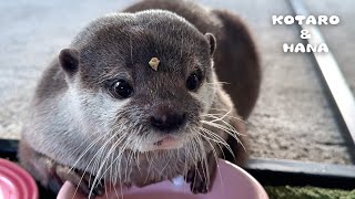 いつも芸術的な食べカスを顔につけてくるカワウソ　Otter Gobbles Up Food and Get Crumbs on Her Face