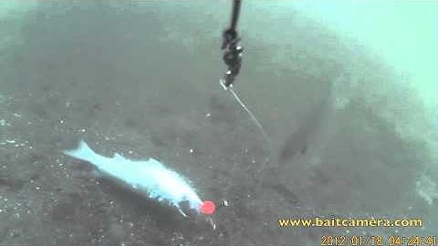 Bait Cam Intro Part 1.avi