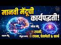 मानवी मेंदू प्रणाली नियंत्रण केंद्र Human Brain System The Control Center