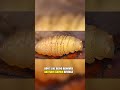 A Parasite That Eats You Alive From Inside #Shorts