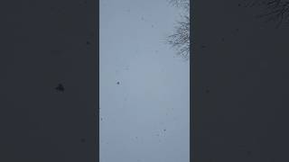 snowdroppin