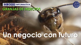 El negocio de las GRANJAS DE INSECTOS está en pleno crecimiento | Visitamos una granja de grillos
