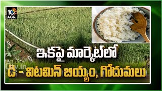 డి- విటమిన్ బియ్యం, గోధుమలు: Hyderabad Farmer Venkat Reddy Innovates Vitamin- D Rice | Matti Manishi