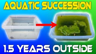 I Left Water Outside For 1.5 YEARS  Aquatic Succession