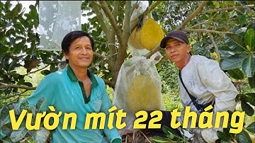 Thu hoạch mít ruột đỏ, vườn mít sài phân hữu cơ cực kỳ hiệu quả #150