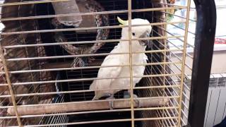 Прикольный попугай Арсений разговаривает со мной в магазине))