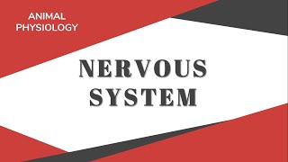 Nervous System | Sistem Saraf pada Manusia screenshot 4