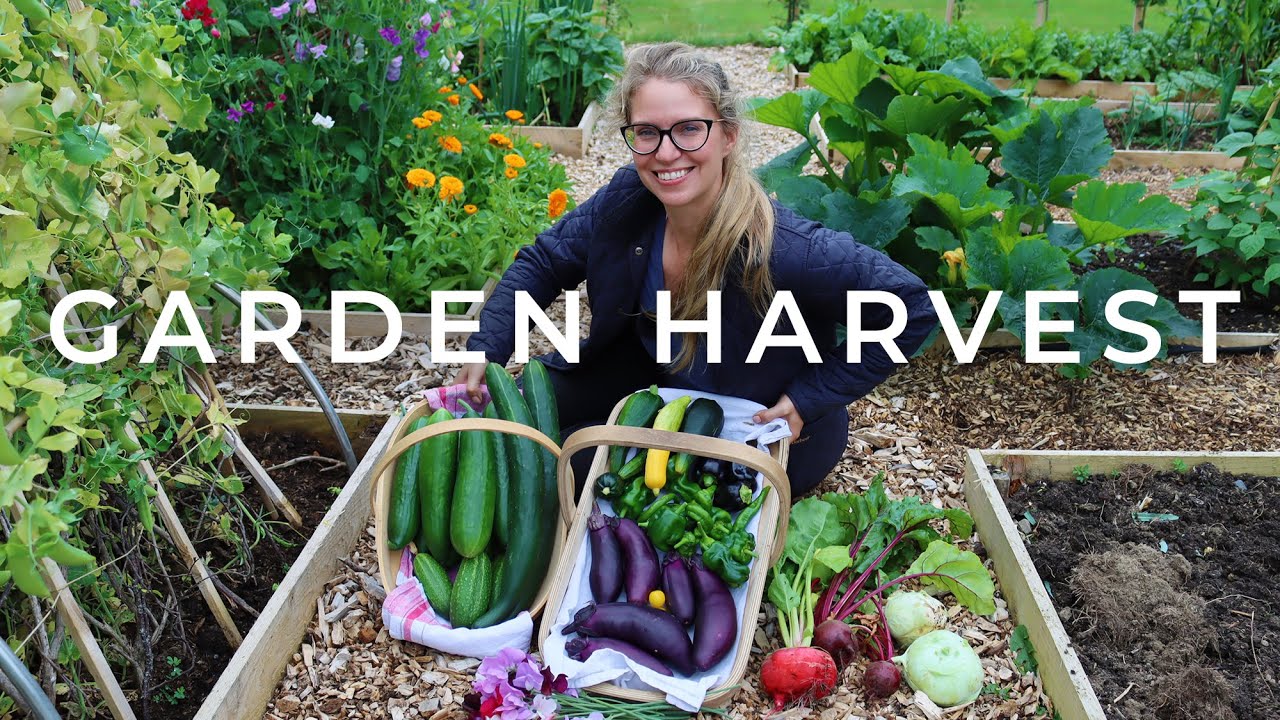 Come Along for a July Garden Harvest YouTube
