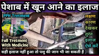 Cattle passing dark brown urine how vet tread and saved||Post Parturient hemoglubinaria Tretment