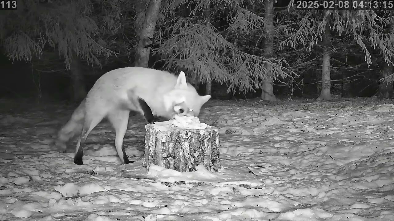 The fox was also at night 