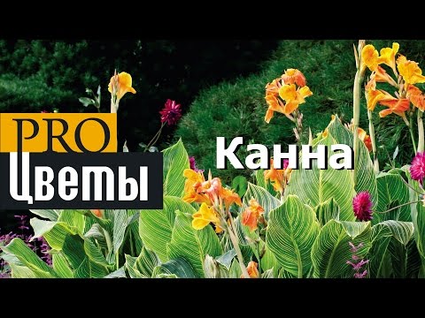 Видео: Kanna: цвете от древността