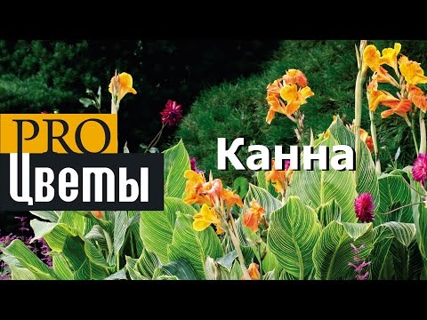 Вопрос: Какие сорта канн наиболее распространены для озеленения?