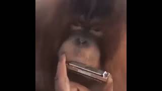 Monke plays harmonica meme