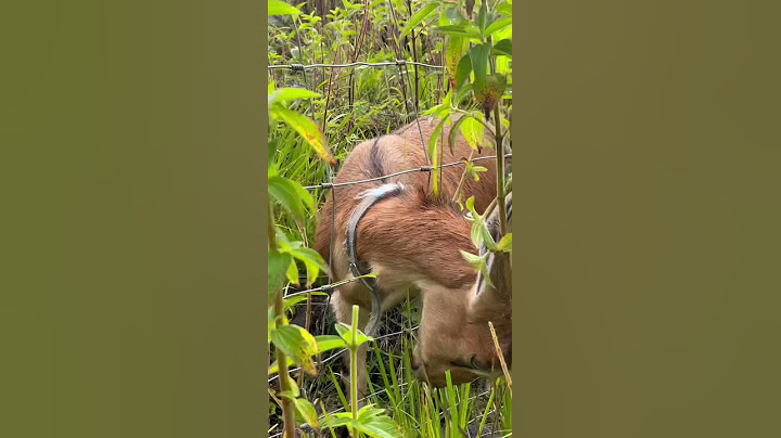 Just another goat w his head stuck in the fence!