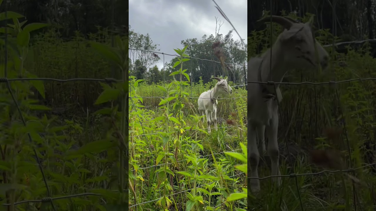 Just another goat w his head stuck in the fence!