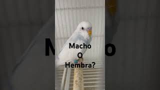 Periquito australiano macho o hembra? Aviario Huellas81 Periquito australiano macho o hembra? Aviario Huellas81