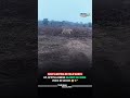 Man Wakes Up in Field, Spots Lioness Nearby – Calm Moment with Wildlife! 🦁🌿”
