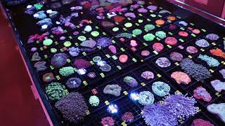 250+ NEW CORALS !  VIDEO WALKTHROUGH by Fragbox Corals 5,719 views 2 weeks ago 17 minutes
