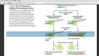 DNA Replication-Processivity of DNA Polymerase