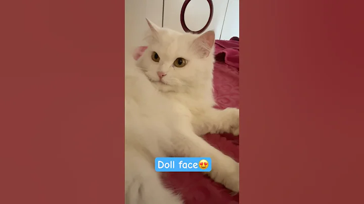 Watch the video about Cat Doll #shorts #shortsfeed #cat #catlover #catvideos #animals #petlover #catcomedy #tamil #yt