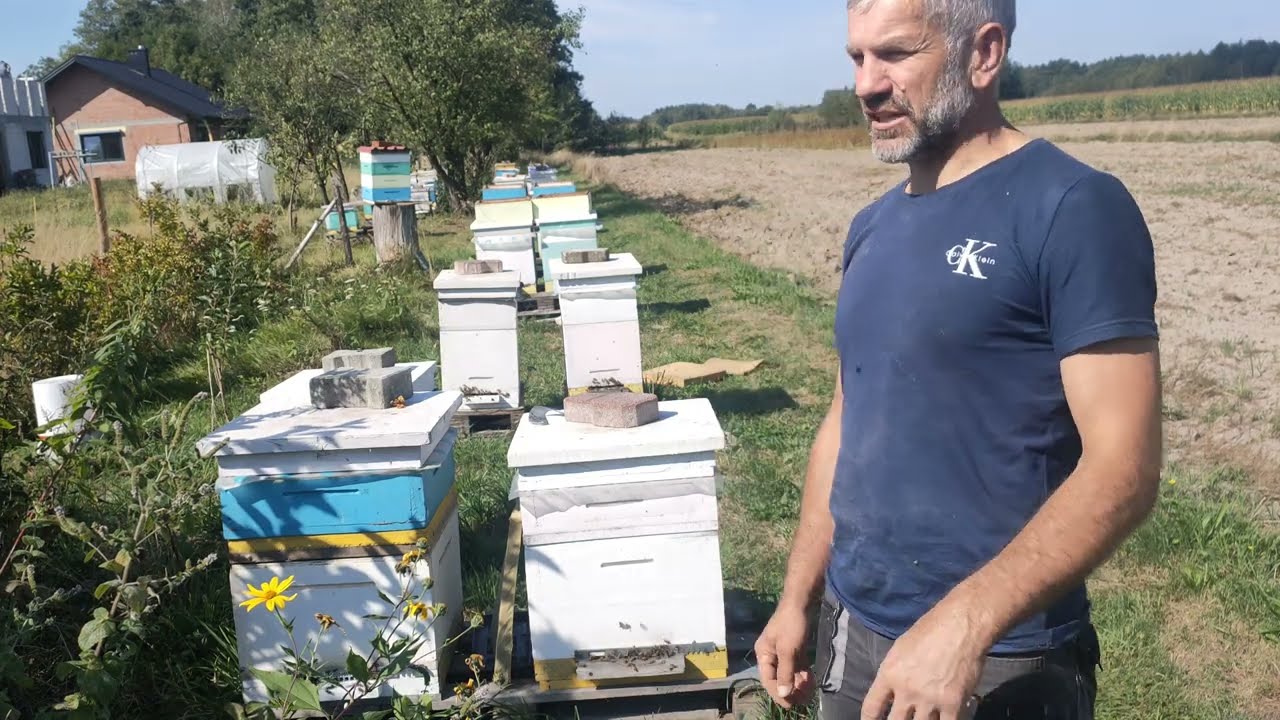 Miód nawłociowy i zwężanie gniazd na zimę(10.09.2025).