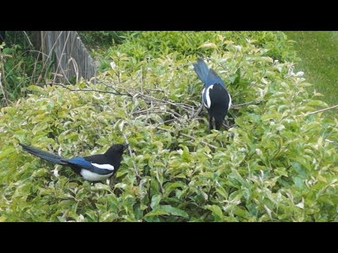 Video: Magpie's nest. How do magpies build a nest?