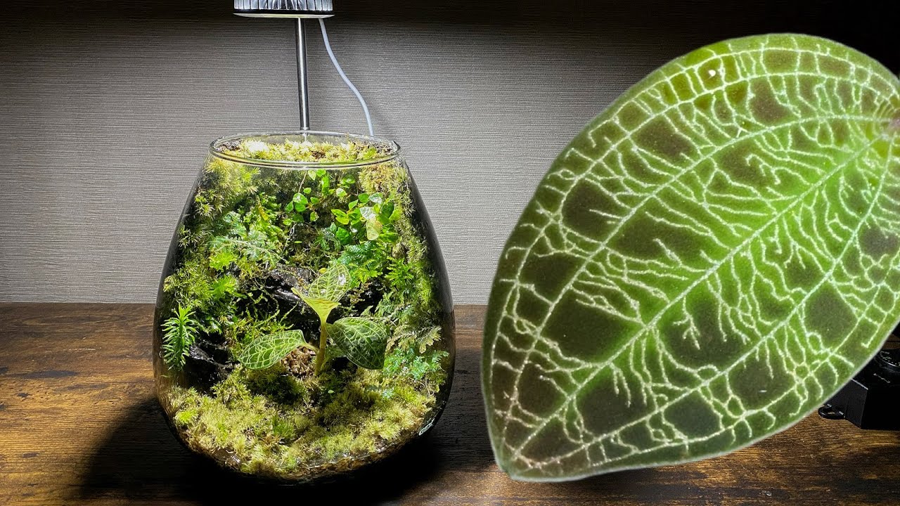 【ジュエルオーキッド】葉脈の光る植物でボトルテラリウム作ってみた。【terraarium】