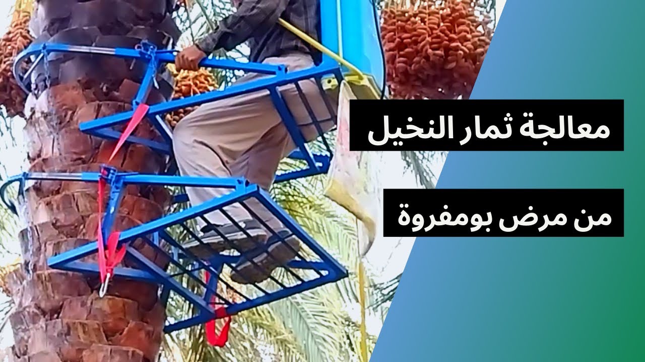 علاج ثمار النخيل التمر من مرض البومفرة بدون استعمال المواد الكميائية