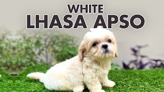 Buy Pure White Lhasa Apso Puppies in Delhi: A Dream Come True!