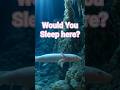 🕳️ Underwater Axolotl Cave | 8 Hours Black Screen | Sleep Sounds #calmingnaturesounds