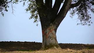北海道の美瑛町にある哲学の木 / Tree of philosophy