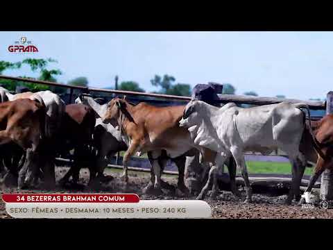 34 BEZERRAS BRAHMAN COMUM