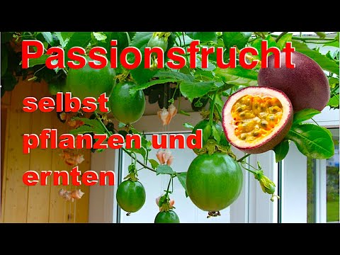 Passionsfrucht selbst pflanzen und ernten