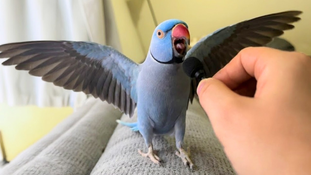 I Wanted a Parrot, but God Sent Me a Little Comedian 😂 Funniest Parrots 2026