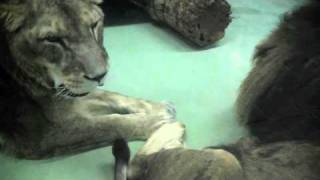 ヒゲがくすぐったいぃぃライオン~Ticklish Lion