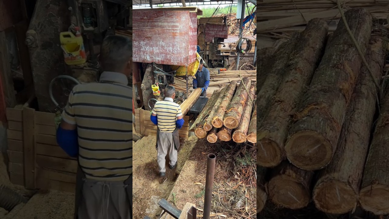 Working hard to get married--Sawing timber