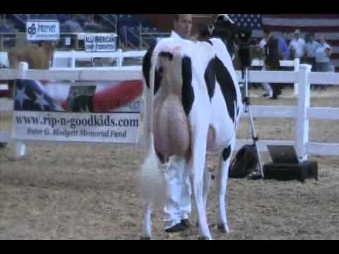 Eastern Fall National Holstein Show - Intermediate Champion