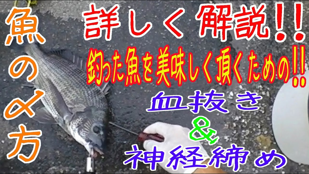 閲覧注意 真鯛の血抜き 神経締め 真鯛 魚 の締め方 解説付き Youtube