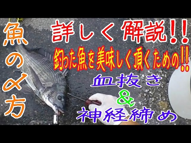 東海釣り三昧 Tokai Fishing Channelの人気動画 Youtubeランキング