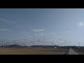 bird flying on paddy field.....