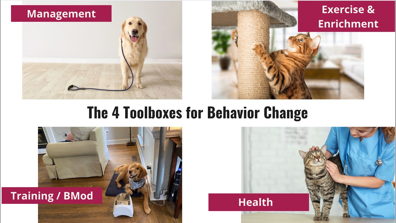 Animal Insight's Behavior Program Orientation - YouTube