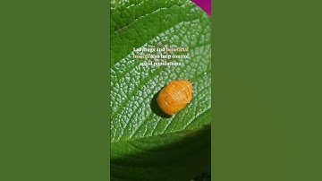 How Can I Get Rid of Aphids on My Plants?