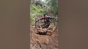 đào cây sim rừng